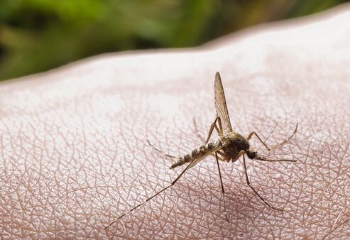 ubod komarca kao uzrok zaraze parazitima