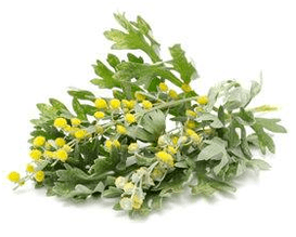 Čišćenje tijela Wormwood