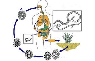 ciklus razvoja parazita u tijelu
