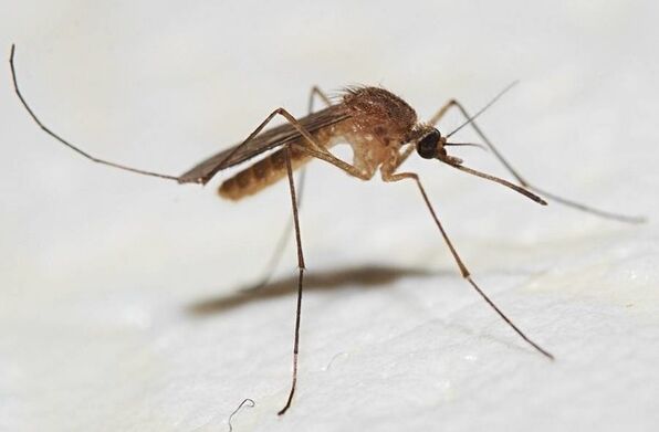 Komarci su glavni prijenosnici kožnih parazita