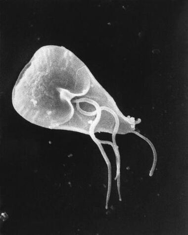 lamblia - rod flagellated protozoa nametnika